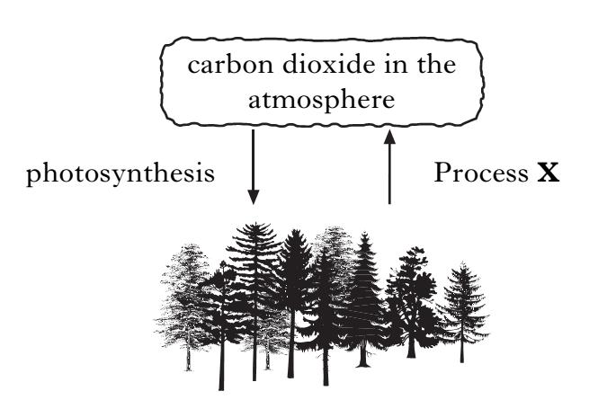 3) Forests are important in maintaining the level of carbon dioxide in the atmosphere.