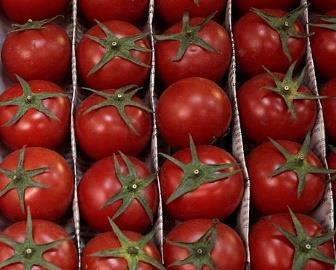 Trends: Tomato industry Steadily increase in consumption 4 th most consumed vegetable