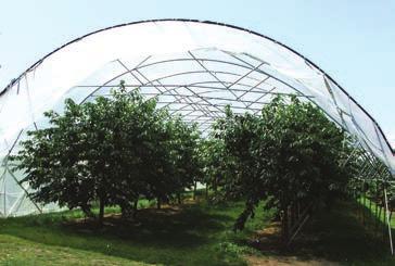 4 Year Diffused Greenhouse Film 4 Year 6 Mil Diffused Greenhouse Film 3 Year 6 Mil Diffused High Tunnel Film The Results You Want LUMINANCE from BPI Agriculture has been specially engineered to give
