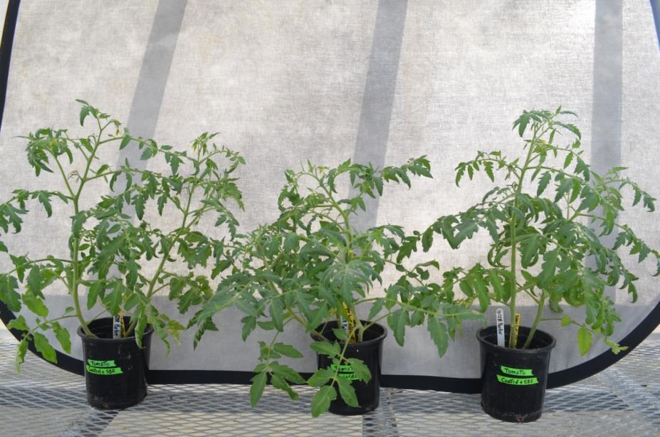 11 Figure 11. Tomato treated with DI water in LS clay loam soil Figure 12.