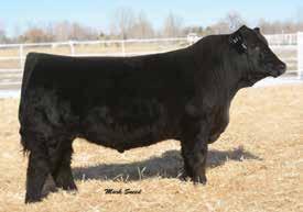 54 Ranks in the top of the breed for calving ease Moderate, sound and muscular