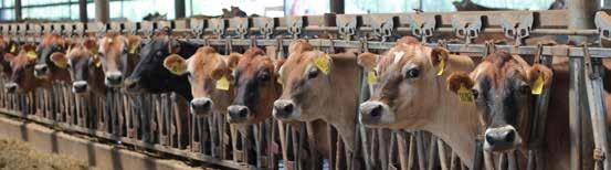 Step-By-Step Strategic Breeding CONSIDER YOUR GOALS for the future and the number of replacement calves needed to meet those goals.