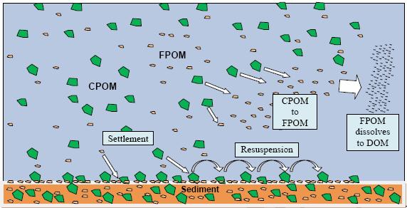 long period of time CPOM= COURSE PARTICULATE ORGANIC MATTER (>1 MM) Leaves and Muck