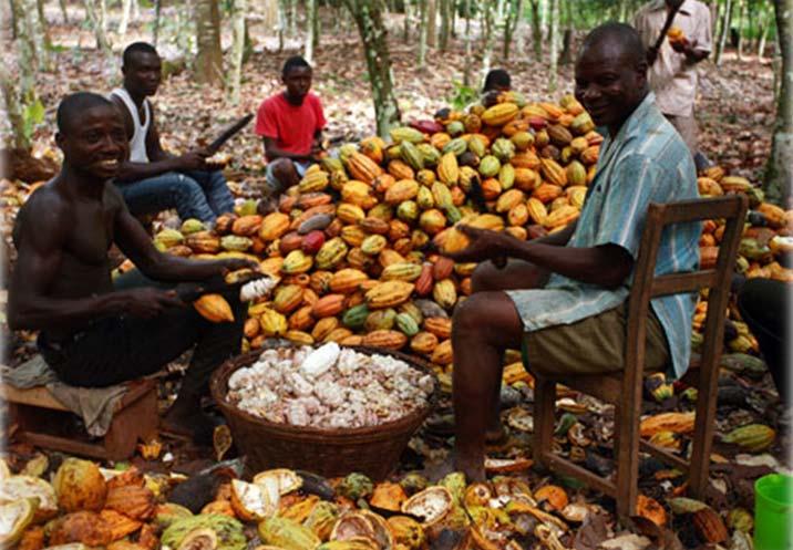 It is no wonder then that cocoa production in the reforming countries, namely Nigeria and Cameroon fell by 20% and 14%