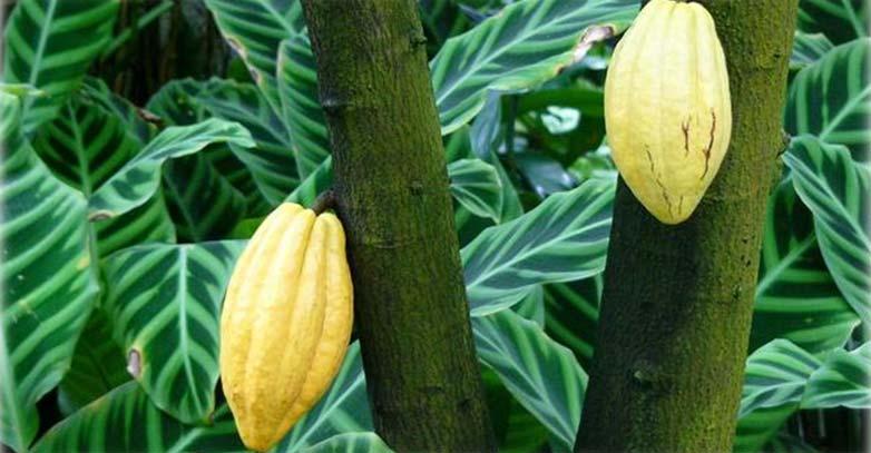 First, the African cocoa sector must find ways to raise the long-term funding to support new plantings to ensure long-term growth in production.