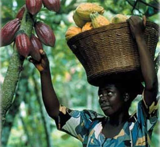 Considering the investments and expertise necessary for building an efficient cocoa economy of the future, we can look at the