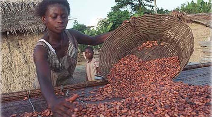 2. Such plans must consider: a) The benefits or otherwise of possible migration of production systems from small holder to plantation and its impact on the cocoa growing