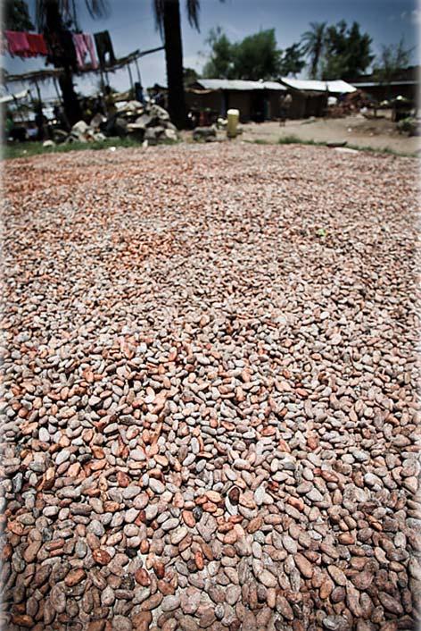 Africa is an important cocoa producer accounting for about 70% of global cocoa beans production.