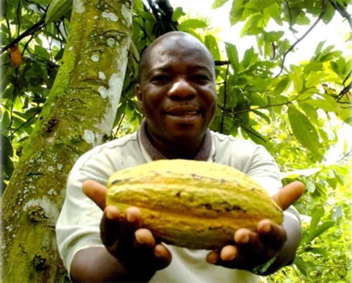 Cocoa is a major contributor to export revenues, employment and fiscal