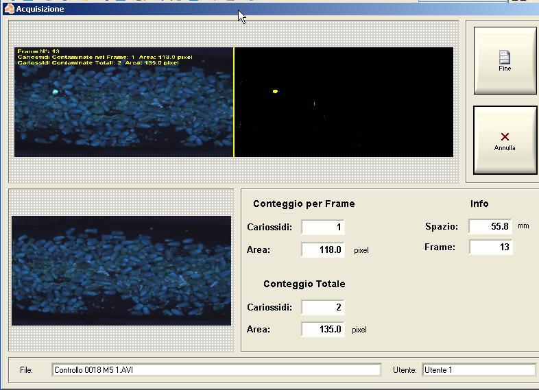 AFLAFLESH Software This is a tipical image of the software during analysis: The lower left image shows in real time the maize kernes passing along the conveyor.