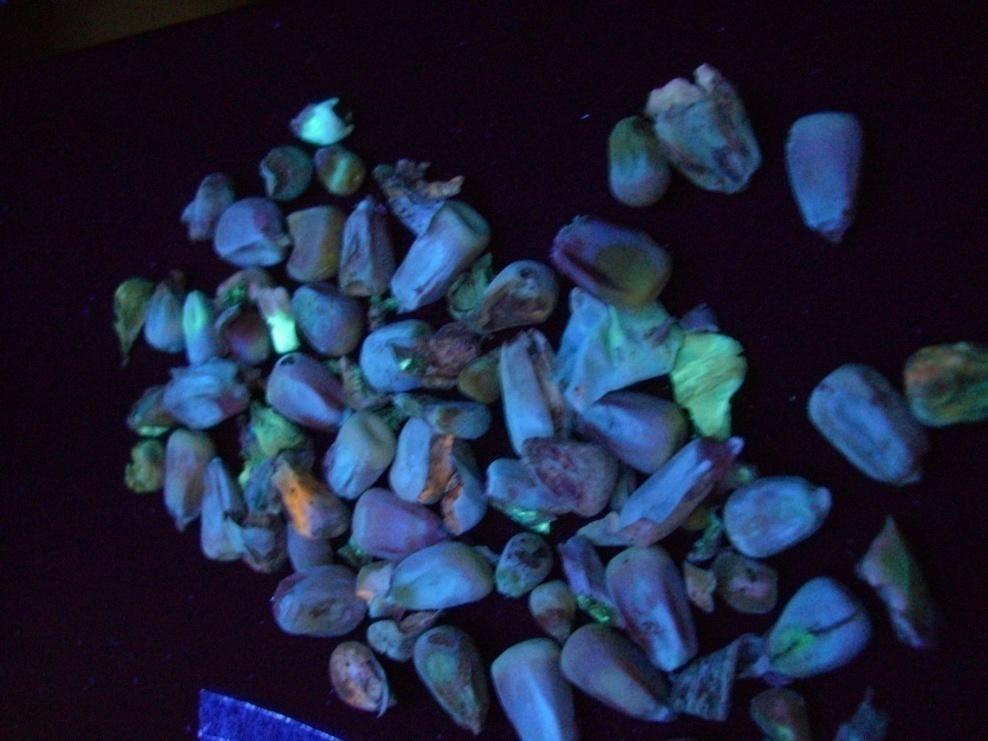 AFLAFLESH INSTRUMENT Fluorescence from contaminated maize