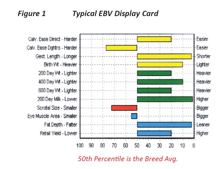 EBVs in Cattle The graph above shows a typical EBV card for a bull. The EBV is expressed as a percentage of the breed average.