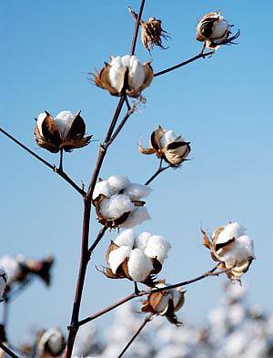 08 GM COTTON GM cotton has become widespread, 43% of the world's cotton,covering a total of 15 million hectares in 2007.