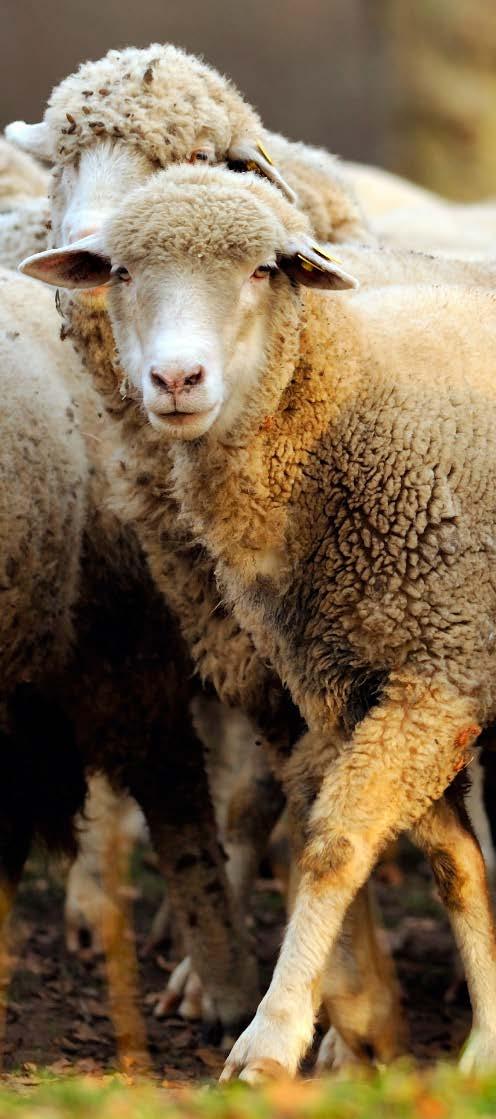 Wool Markets Hold Steady New Zealand wool prices have remained low, but stable, this month. Week 48 saw the fine crossbred indicator at NZc 404/kg, marginally higher than last month.