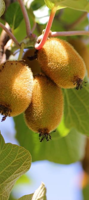 Kiwifruit s Star Continues to Shine The final 2016 export numbers are in, and New Zealand s 2016 horticulture exports leapt 19% YOY, to a record NZD 5bn.