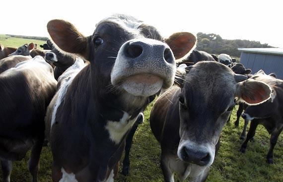 NZ ETS agriculture point of obligation Default is set at processor/company level Minimises number of participants Majority of emissions captured Defined as slaughtering animals, processing milk or