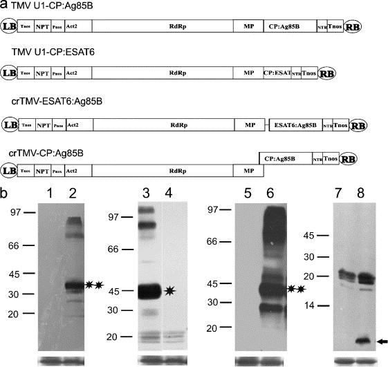 Figure 3. TB vaccine protein production in N.benthamiana leaves agroinjected with TMV-based vector.