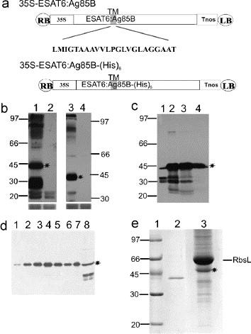 (b) Western blot analysis of protein samples from leaves agroinjected with 35S-ESAT6:Ag85B (lane 1) and 35S-ESAT6:Ag85B-(His)6 (lane 3) vectors.