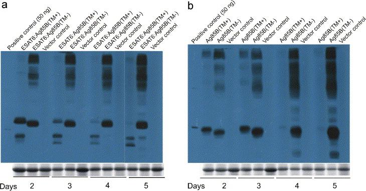 Figure 2. Deletion of Ag85B TM domain increases TB antigen accumulation in agroinjected plant leaves.
