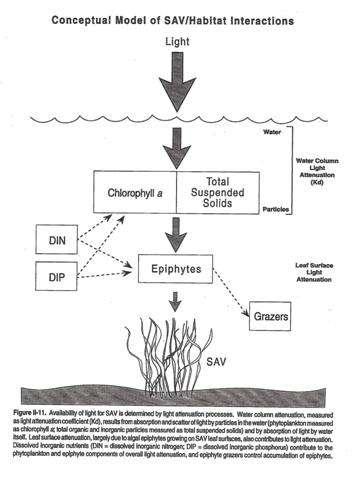 Factors that affect SAV abundance Available light controls maximum depth and abundance Nutrients can increase density, but dissolved nutrients