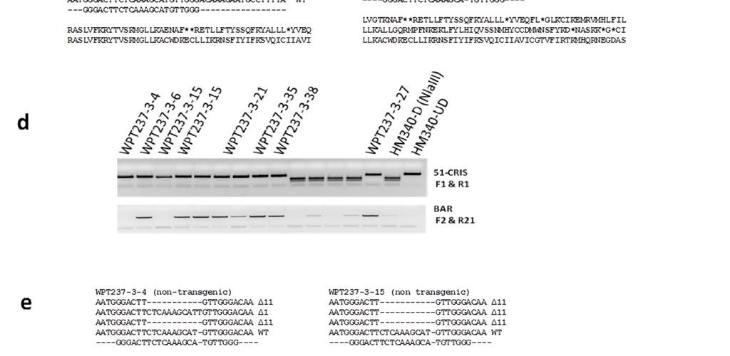 b, A PCR-digest assay spanning the Pen3-like target site of 16 T0 plants from two independent transformations, WPT236 and WPT237 was carried out.