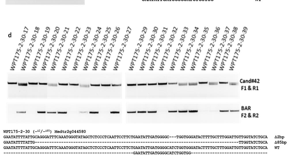 fourth exon. b, A PCR-digest assay spanning the Erdj2 target site of 6 T0 plants from the transformation event WPT175.