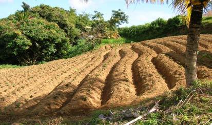 LAND PREPARATION In the Caribbean, different conditions exist. Land could be sloping 
