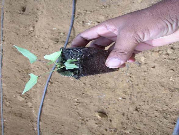 The use of planting material produced by tissue culture is increasing. This is a source of clean, disease free material and yields are reported to be higher with this method.