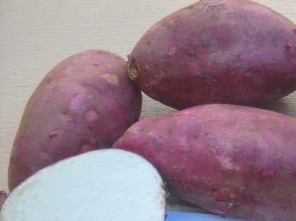 Figure 6&7: Examples of two export varieties of sweet potato FERTILIZATION Addition of fertilizer is usually necessary for best production of high quality tubers.
