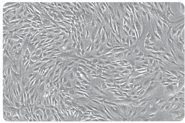 Carrier Free Catalog # 31002 FEATURES & BENEFITS Validated for use in a variety of primary cell attachment and spreading applications Carrier free Available in 1mg packaging Figure 1 PRIME-XV MatrIS