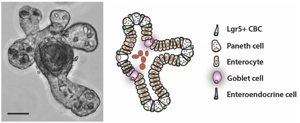Figure 4. A high-resolution bright field microscopic picture of a small intestinal organoid, accompanied by a schematic depiction of each of the individual cell types observed in the structure.