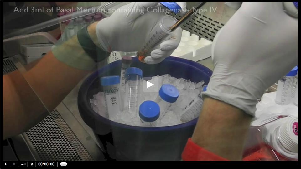 Video 1. Procedure to isolate and culture large intestinal organoids 1. Mice are euthanized as recommended by the 2000 Report of the AVMA Panel on Euthanasia (Association, 2001). 2. Dissect and remove 5-7 cm of the proximal large intestine.