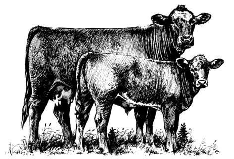 Beef Cattle News Izard County Cooperative Extension Services 79 Municipal Drive Melbourne AR 72556 August 2018 Michael Paskewitz CEA, Staff Chair (870) 368-4323 Beef Quality Assurance (BQA) You can