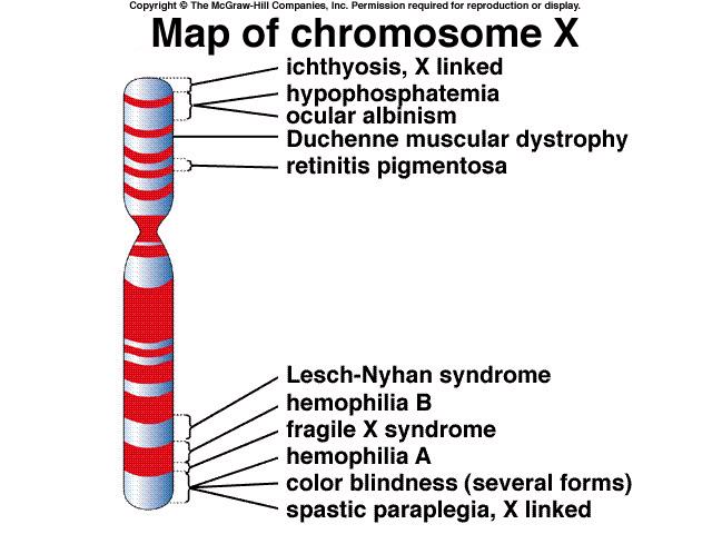 The X Chromosome The X chromosome contains many important genes that are unrelated to sex determination These genes are required for both