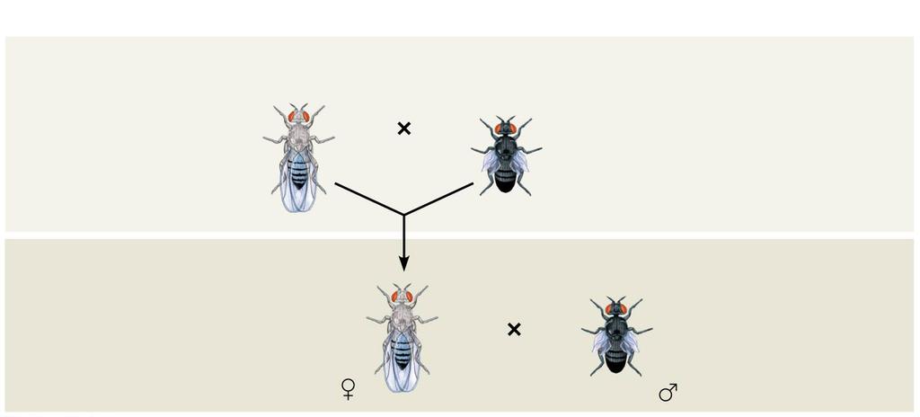 ! Morgan tracked flies that differed in traits of body color and wing size Experiment P Generation (homozygous) Wild type (gray body, normal wings) b + b + vg + vg + Double mutant