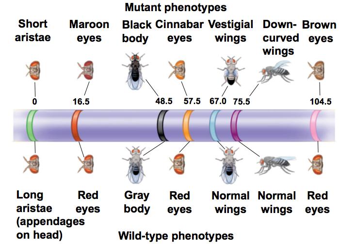 ! Sturtevant used recombination frequencies to make linkage maps of fruit fly genes!