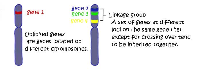 Linked genes tend to be inherited together because they are located near each other on the same chromosome:!