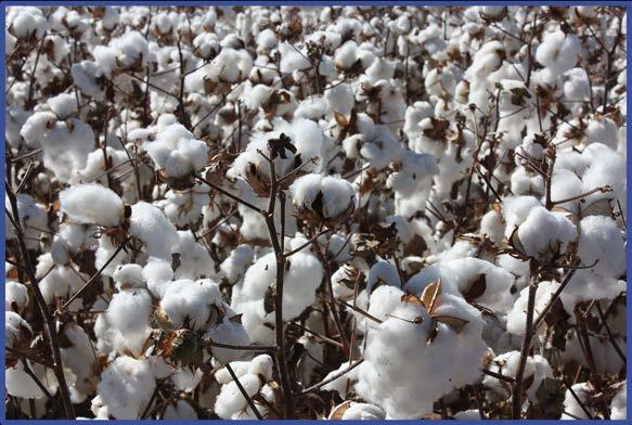 Greatest improvements in farming technology since mechanization Advancements in irrigation technology Improvements in cotton genetics Dramatic