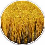 Wheat: WB 02 (Pure line variety) Zinc 42.0 ppm Iron 40.0 ppm Rich in zinc (42.0 ppm) and iron (40.0 ppm) in comparison to 32.0 ppm zinc and 28.0-32.0 ppm iron in popular varieties Grain yield: 51.