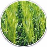 Wheat: HPBW 01 (Pure line variety) Iron 40.0 ppm Zinc 40.6 ppm Contains high iron (40.0 ppm) and zinc (40.6 ppm) in comparison to 28.0-32.0 ppm iron and 32.