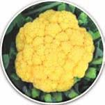 Cauliflower: Pusa Beta Kesari 1 (Pure line variety) β-carotene 8.0-10.0 ppm Country s first biofortified cauliflower Contains high β-carotene (8.0-10.0 ppm) in comparison to negligible β-carotene content in popular varieties Curd yield: 40.