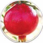 Pomegranate: Solapur Lal (Hybrid) Iron 5.6-6.1 mg/100g Zinc 0.64-0.69 mg/100g Vitamin C: 19.4-19.8 mg/100g High iron (5.