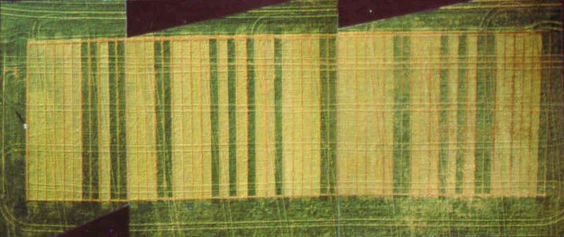 Barley cultivars resistant to mosaic disease rym4 and rym5