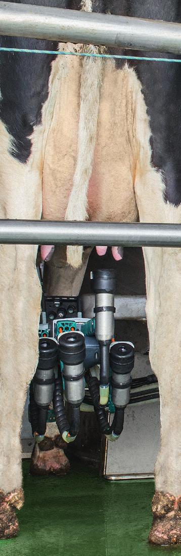 This is the only system that enables reattachment and udder access at any time.