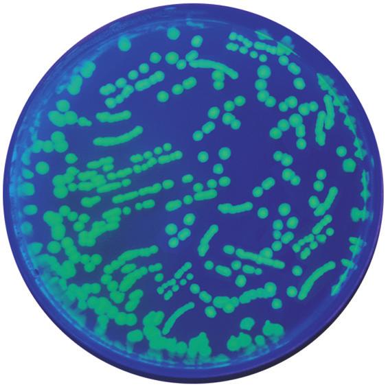 The pgal plasmid gives them a blue color due to the production of the ß-galactosidase protein by the lacz gene. IPTG is not required in this experiment since pgal contains the complete lacz gene.