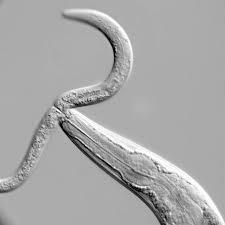 6/4/218 How do nematicides / fumigants affect non-parasitic nematode feeding groups?