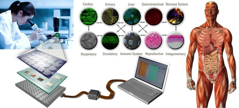 3D culture simulates in-vivo cell environment Innovations in 3D culture are enabling more