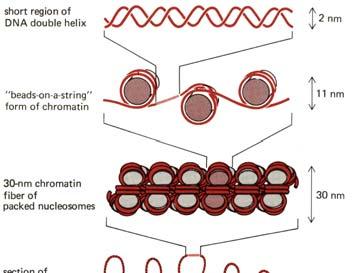 [ DNA packaging into chromosomes ] (12)