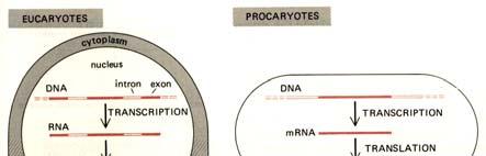 The Central Dogma of molecular biology DNA directs its own replication and its transcription to RNA which, in turn, directs its translation to proteins.