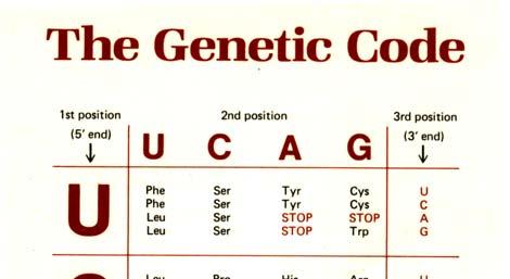 [ The genetic code 2] (15) redundancy 20 amino acids plus stop,.